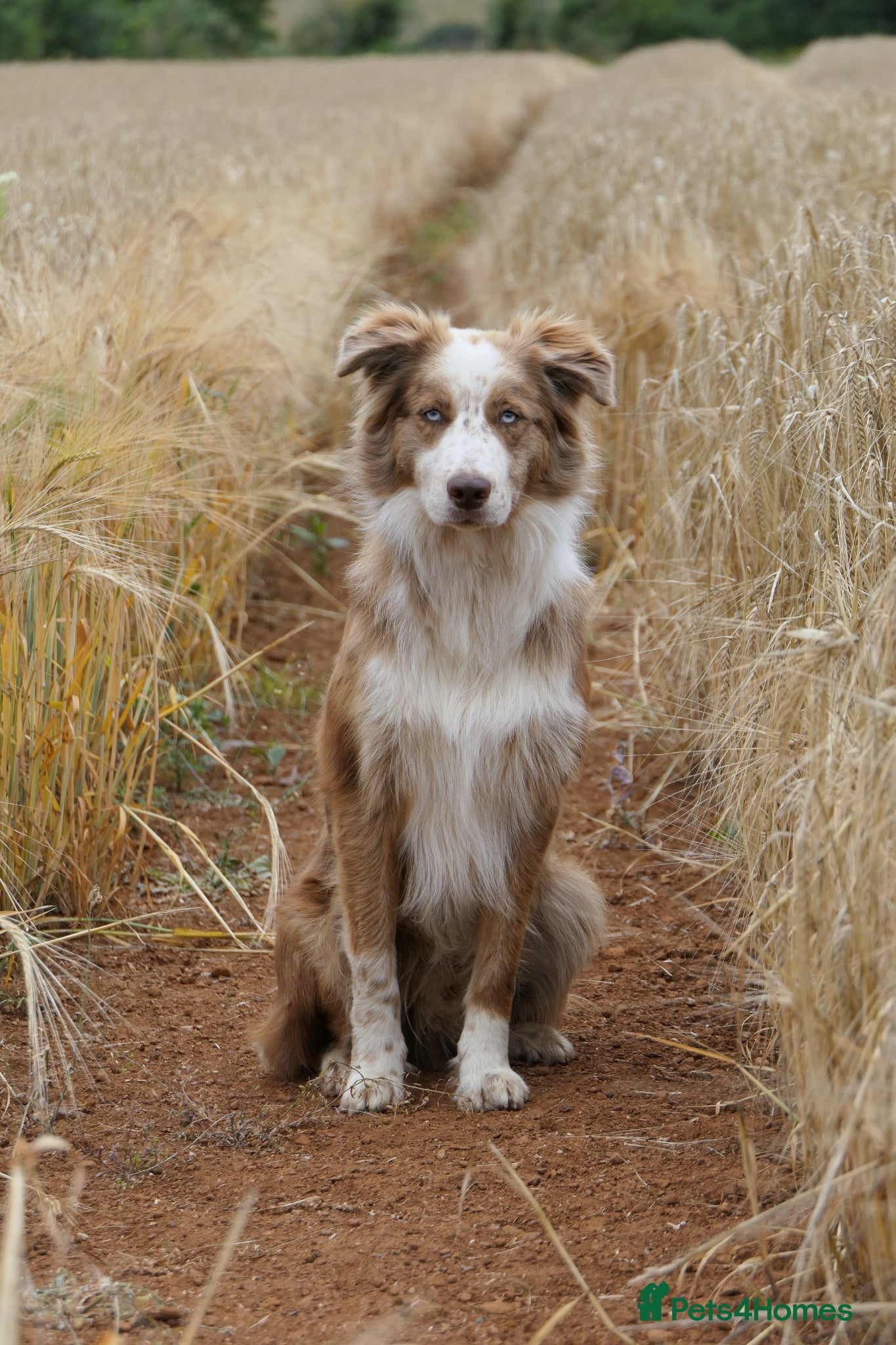 Border Collie dogs for adoption: *READ ATTENTIVELY*  New Home for 6YO Border Collie in Banbury - Advert 8