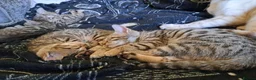 Bengal cats for sale: Snow lynx bengal kittens  - Advert 9