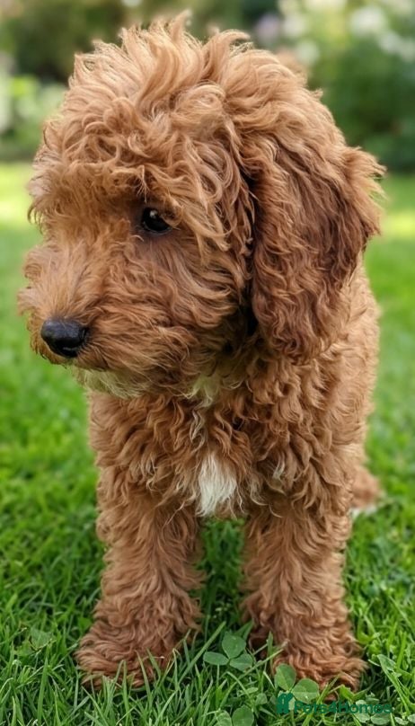 Cockapoo dogs Adorable Cockapoos Looking for Loving Homes 🐶❤️  - Advert 18