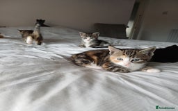 Mixed Breed cats for sale: Beautiful kittens - Image 10