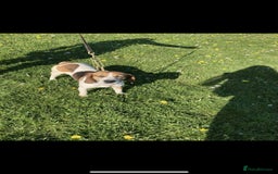 Beagle dogs for sale: Beautiful beagle puppies  - Image 2
