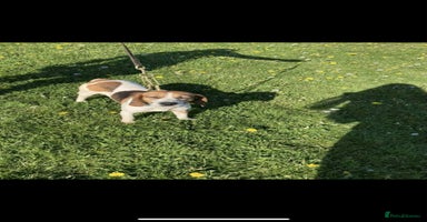 Beagle dogs - Advert 3