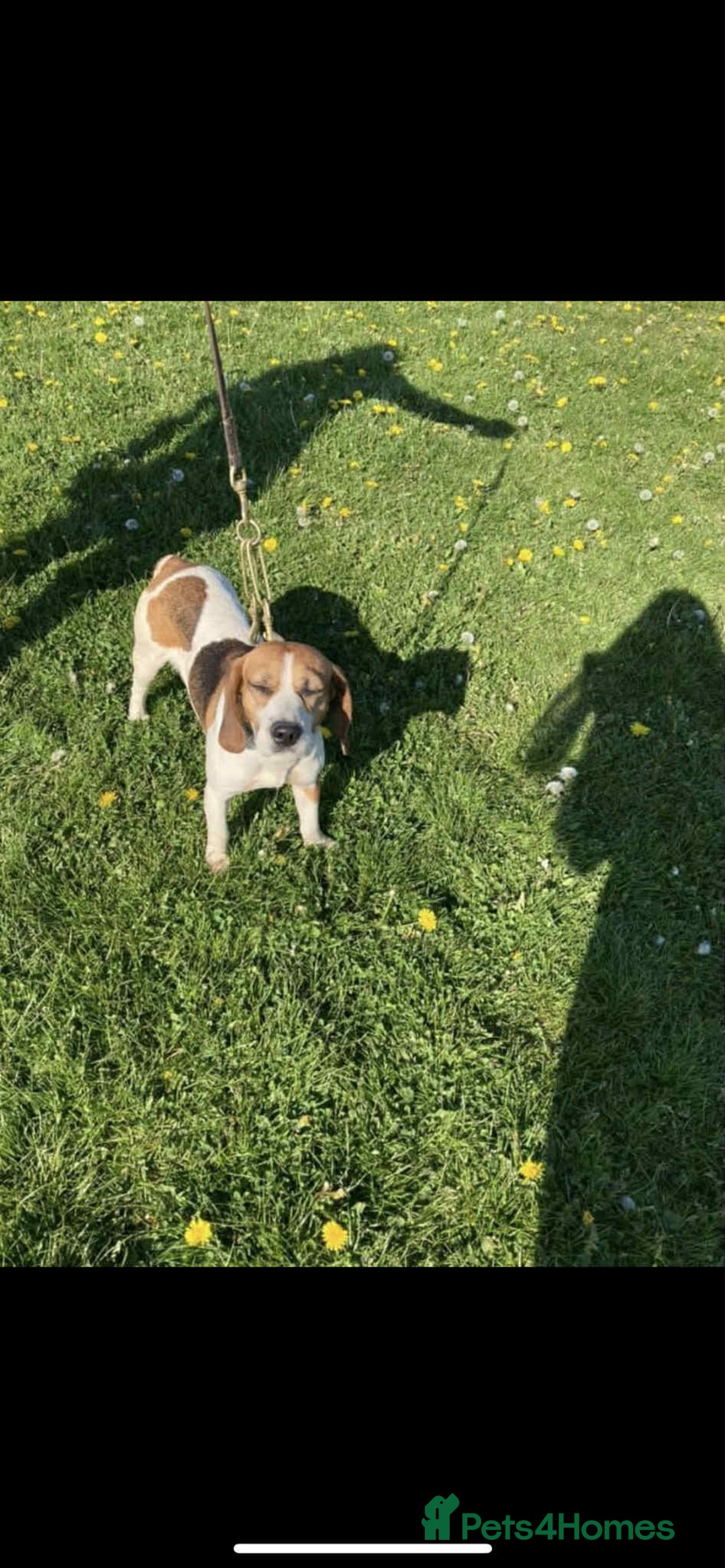 Beagle dogs for sale: Beautiful beagle puppies  - Image 2