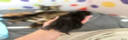 Mixed Breed cats for sale: Kittens  in Knaresborough - Advert 40