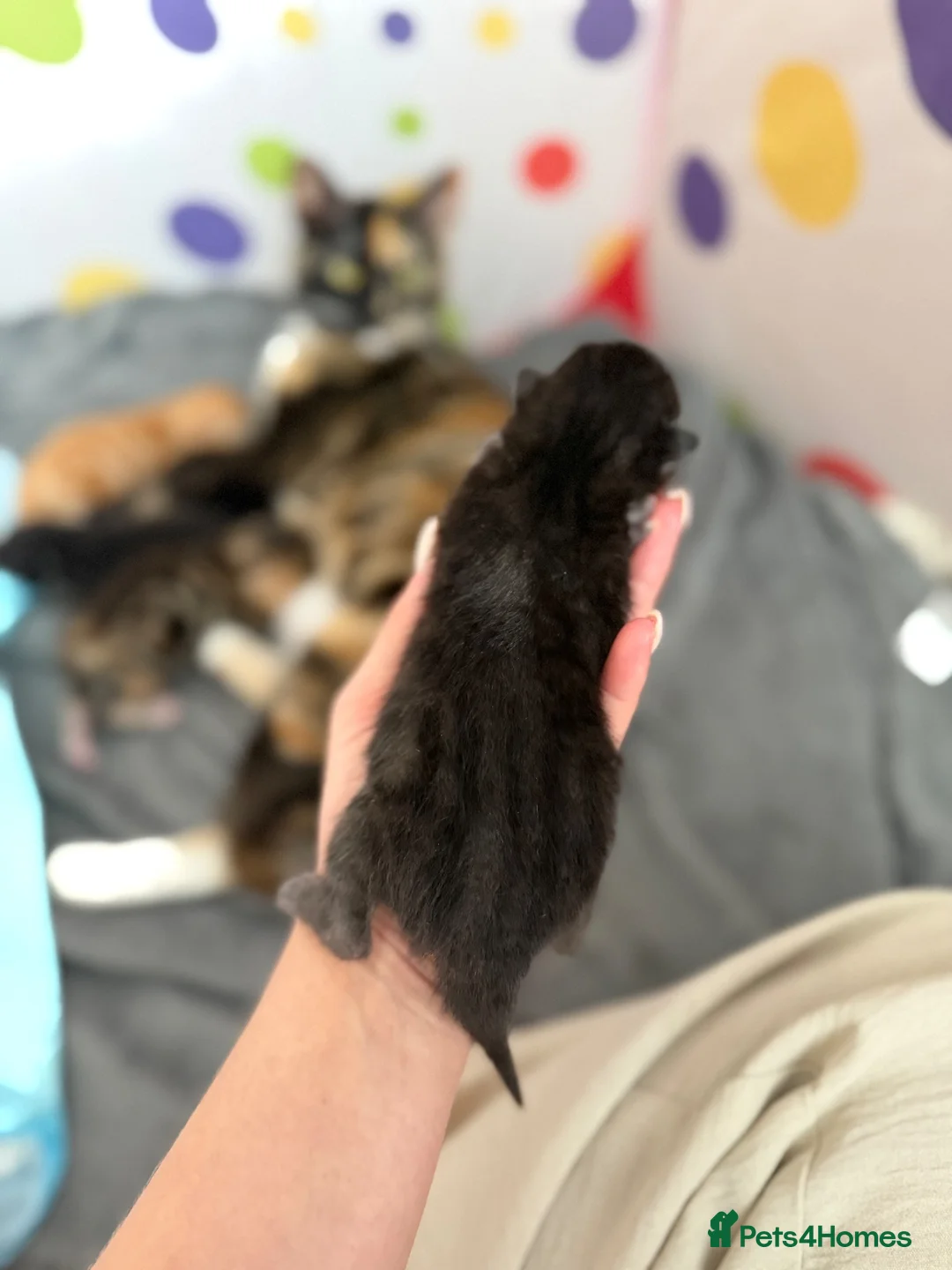 Mixed Breed cats for sale: Kittens  in Knaresborough - Advert 40