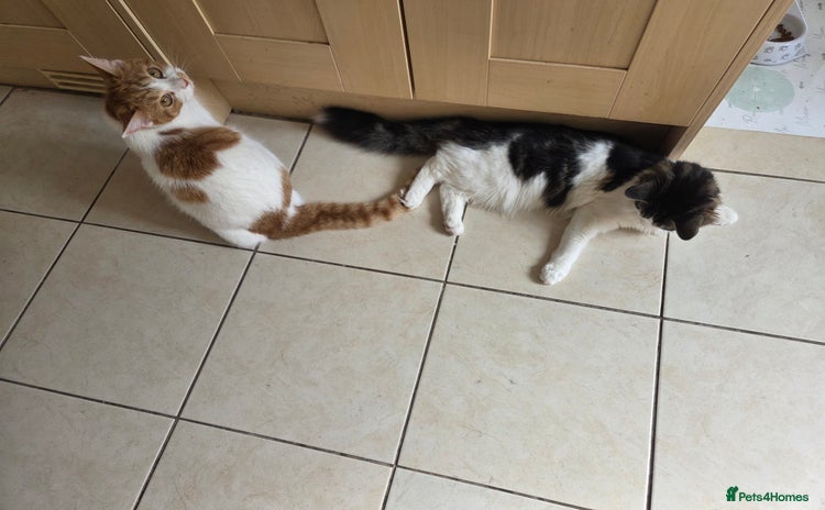 Domestic Shorthair cats - Advert 2