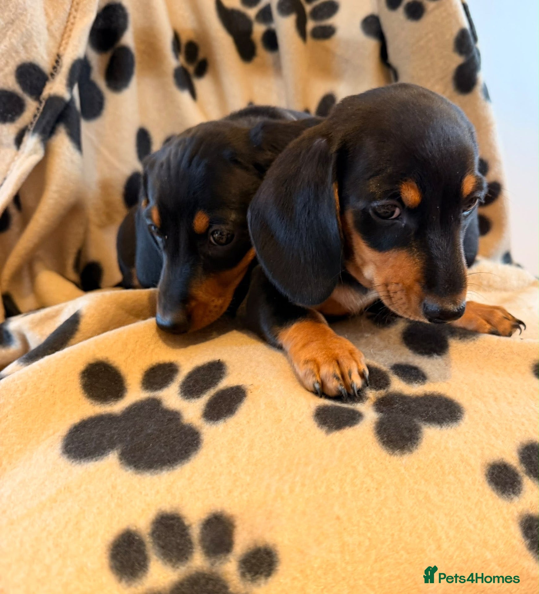 Miniature Dachshund dogs Beautiful Miniature Dachsund Puppies - Advert 2