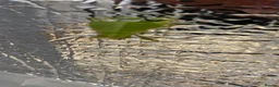 Stick Insects invertebrates for sale: 2 x leaf insects  - Advert 2