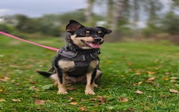 Mixed Breed dogs for adoption: 💖🐶 BUKA 🐶💖 - Image 4