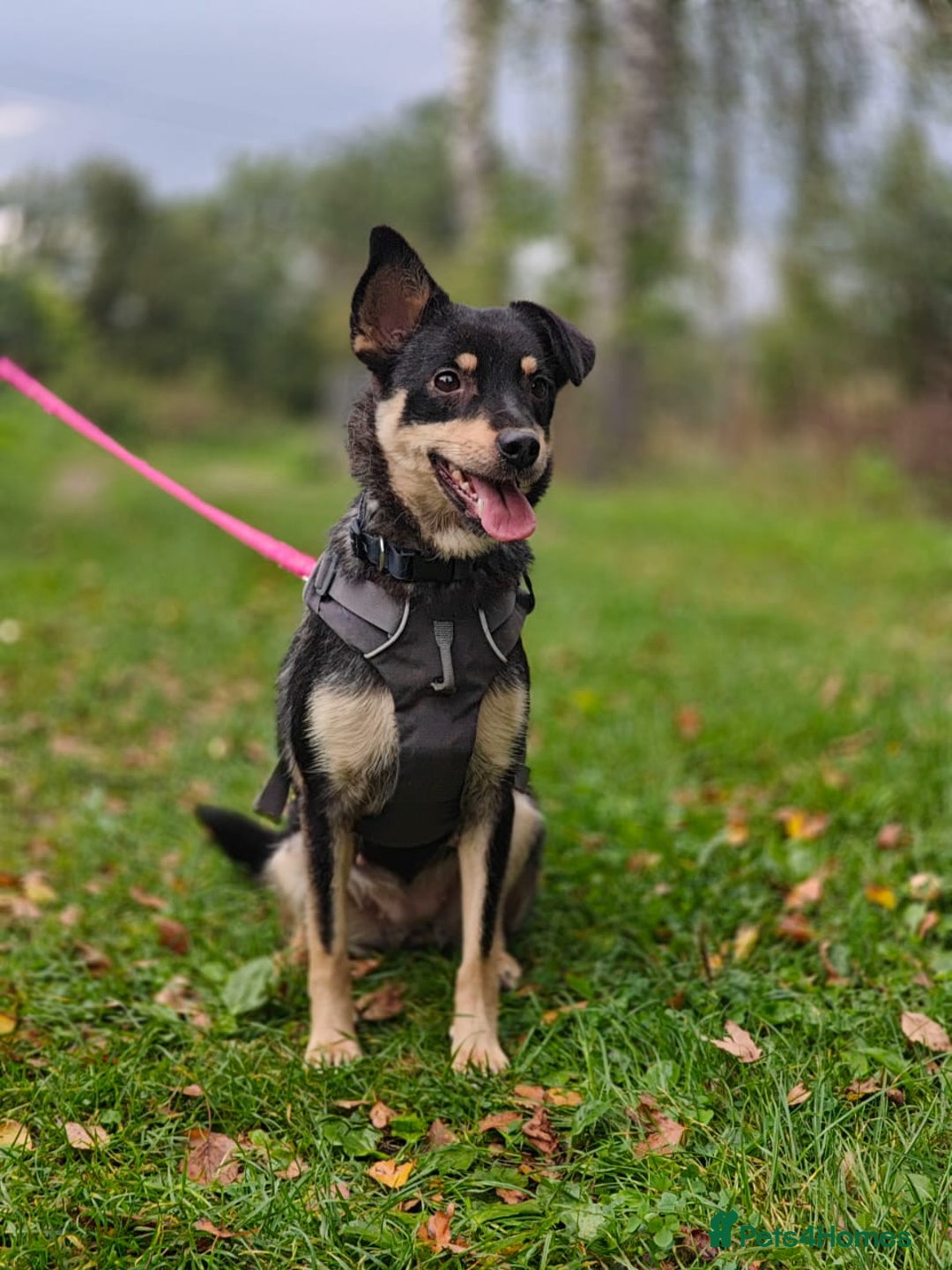 Mixed Breed dogs for adoption: 💖🐶 BUKA 🐶💖 - Image 4
