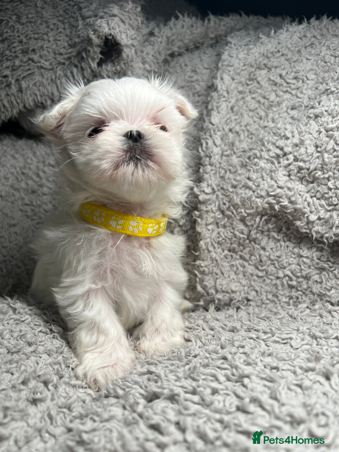 Maltese dogs for sale: Maltese puppies available  - Advert 19
