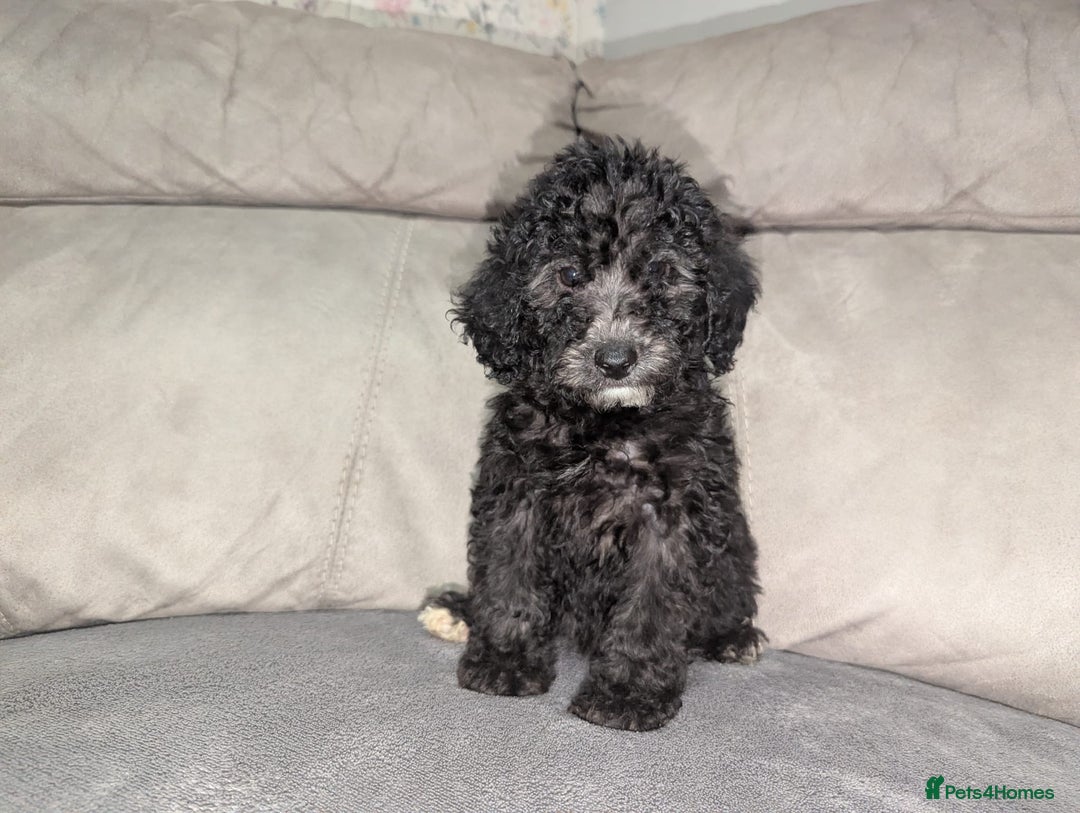 Cockapoo dogs for sale: 🐶 3 Left- Ready to Leave 🐶 - Advert 23