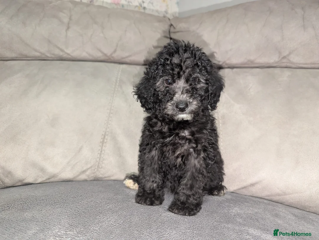 Cockapoo dogs for sale: 🐶 Black Girl (Tiny) 🐶 - Advert 22