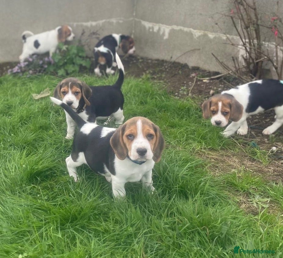 Beagle dogs Beautiful Beagle Puppies - Advert 2