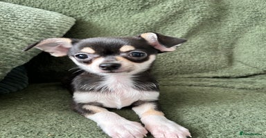 Chihuahua dogs - Advert 7