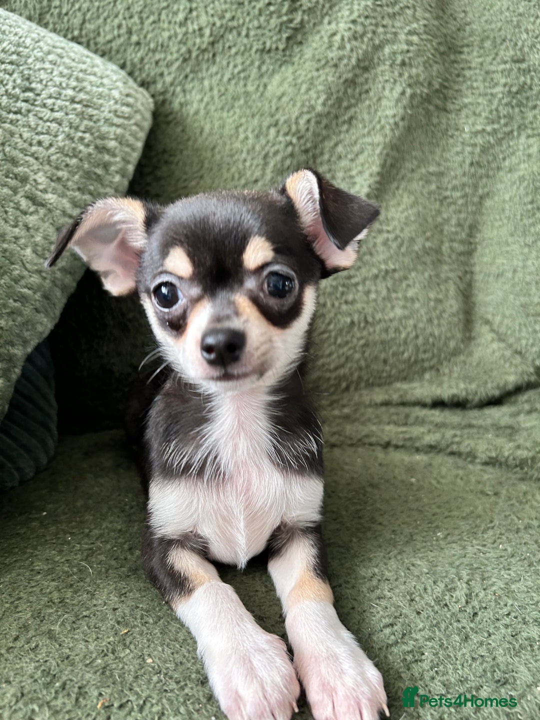 Chihuahua dogs for sale: Tiny chihuahua puppies  - Image 2