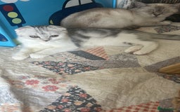 Scottish Fold cats for sale: Beautiful Scottish fold baby’s  in Reading - Image 25