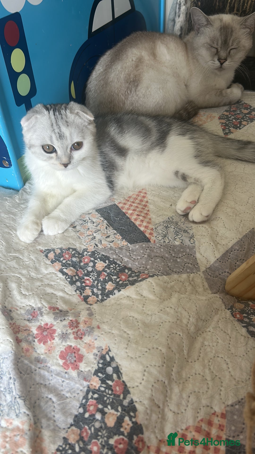 Scottish Fold cats for sale: Beautiful Scottish fold baby’s  in Reading - Image 25