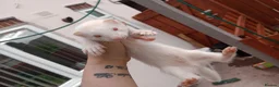Ferret rodents for sale: Baby ferrets  - Advert 5