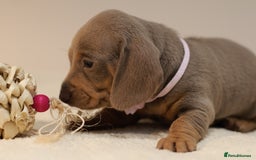 Miniature Dachshund dogs for sale: 5StarsLicensed+KC+PRAClear+VetChecked - Image 30