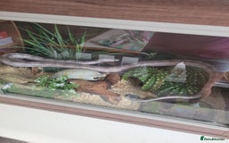 Corn Snake reptiles for sale: Corn snake in Spalding - Image 8