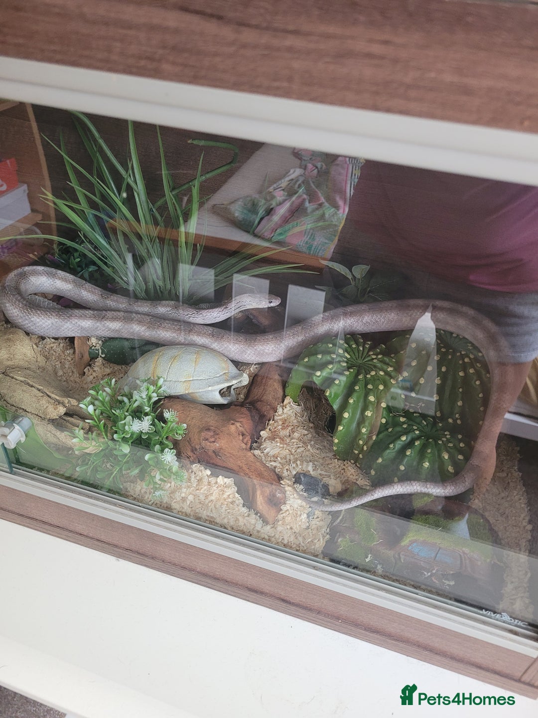 Corn Snake reptiles for sale: Corn snake in Spalding - Image 8