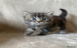 Ragdoll cats for sale: Ragdoll x  - Image 1