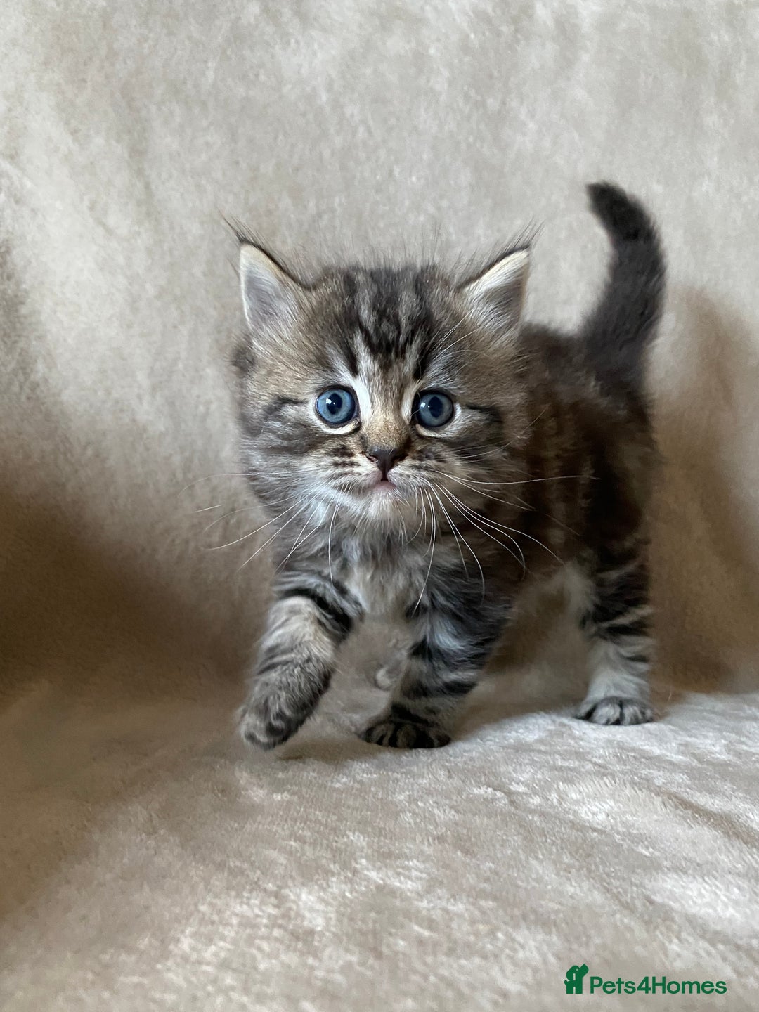Ragdoll cats for sale: Ragdoll x  - Image 1