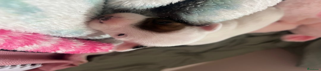 Jack Russell Puppy 2