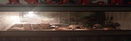 Leopard Gecko reptiles for sale: 3 leopard gecko full setup - Advert 1