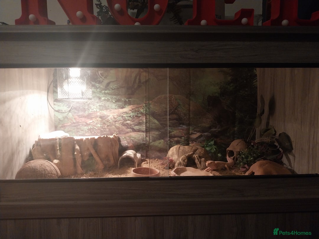 Leopard Gecko reptiles for sale: 3 leopard gecko with tank and table - Advert 1