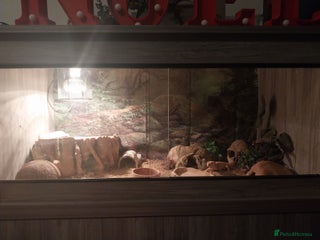 Leopard Gecko reptiles 3 leopard gecko with tank and table - Advert 1