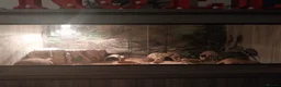 Leopard Gecko reptiles for sale: 3 leopard gecko full setup - Advert 1