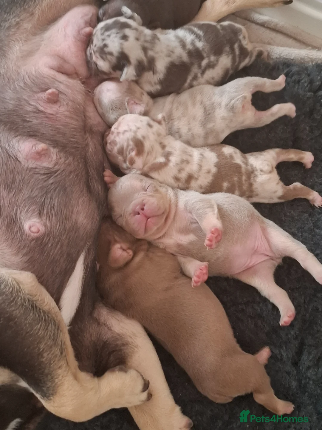 French Bulldog dogs for sale: KC FRENCH BULLDOG PUPS AVAILABLE  in Beauly - Advert 8
