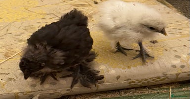 Chickens poultry - Advert 12