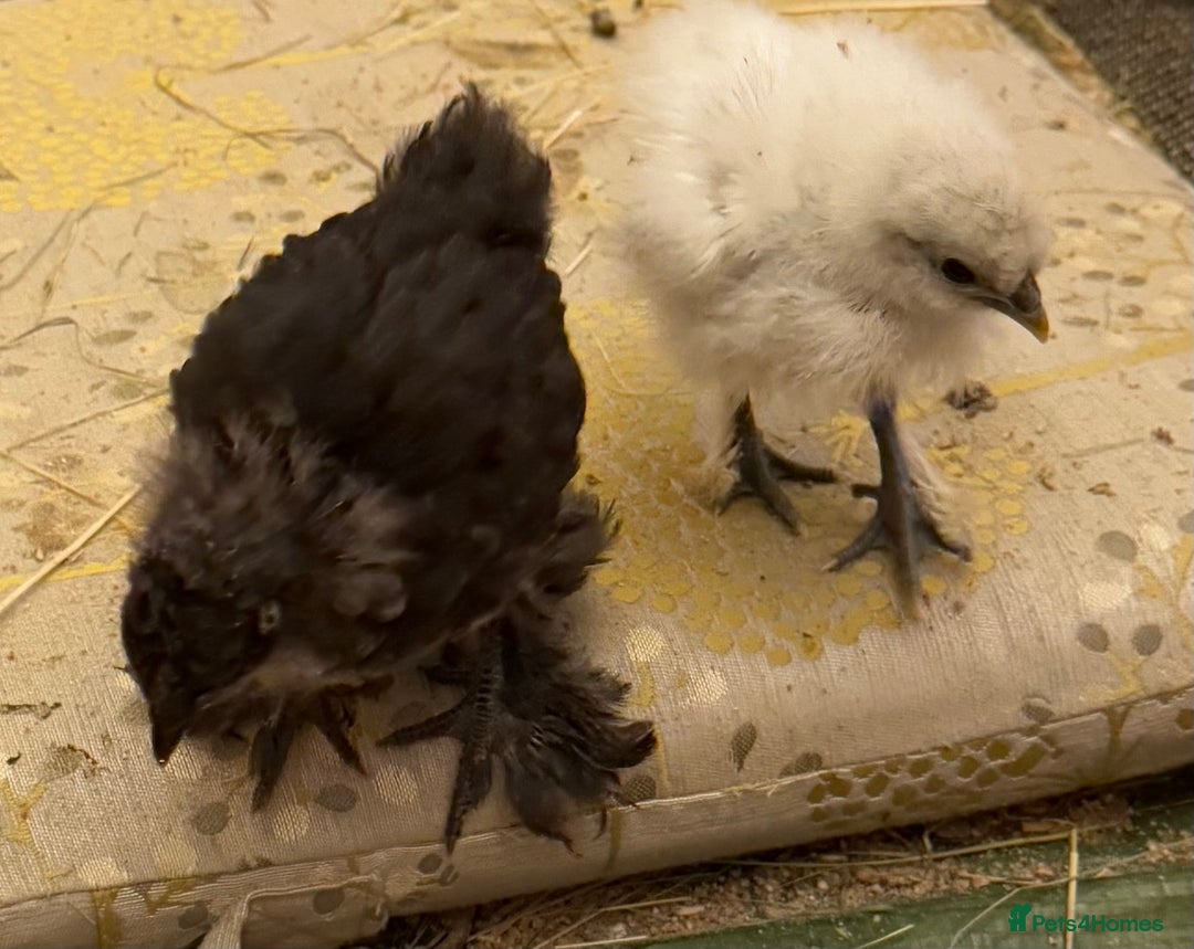 Chickens poultry for sale: GORGEOUS HAND REARED MIXED SEX SILKIE CHICKS 🐥 - Image 3