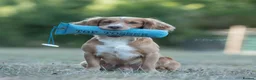 Cocker Spaniel dogs for stud: FTCH X OFTW health tested stud - Advert 3