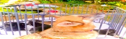 German Shepherd dogs for sale: Strong beautiful playful puppies  - Advert 26