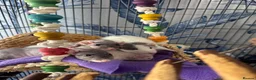Rat rodents for sale: Five Exceptionally Friendly Dumbo rats  - Advert 4