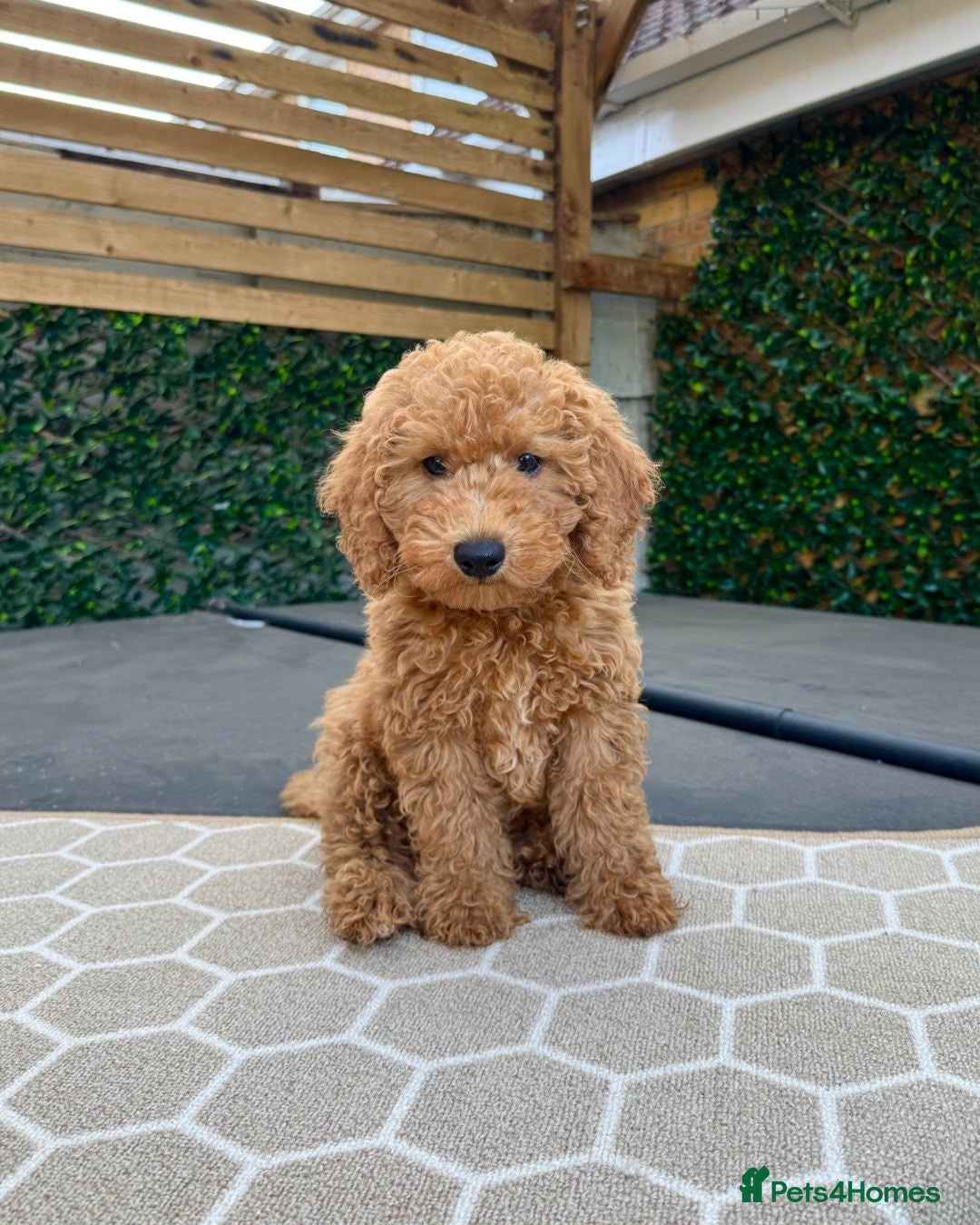 Cavapoo dogs 🐶 Gorgeous Red F1B Boy left 🐶 - Advert 11
