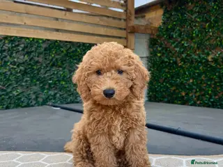 Cavapoo dogs 🐶 Gorgeous Red F1B Boy left 🐶 - Advert 11