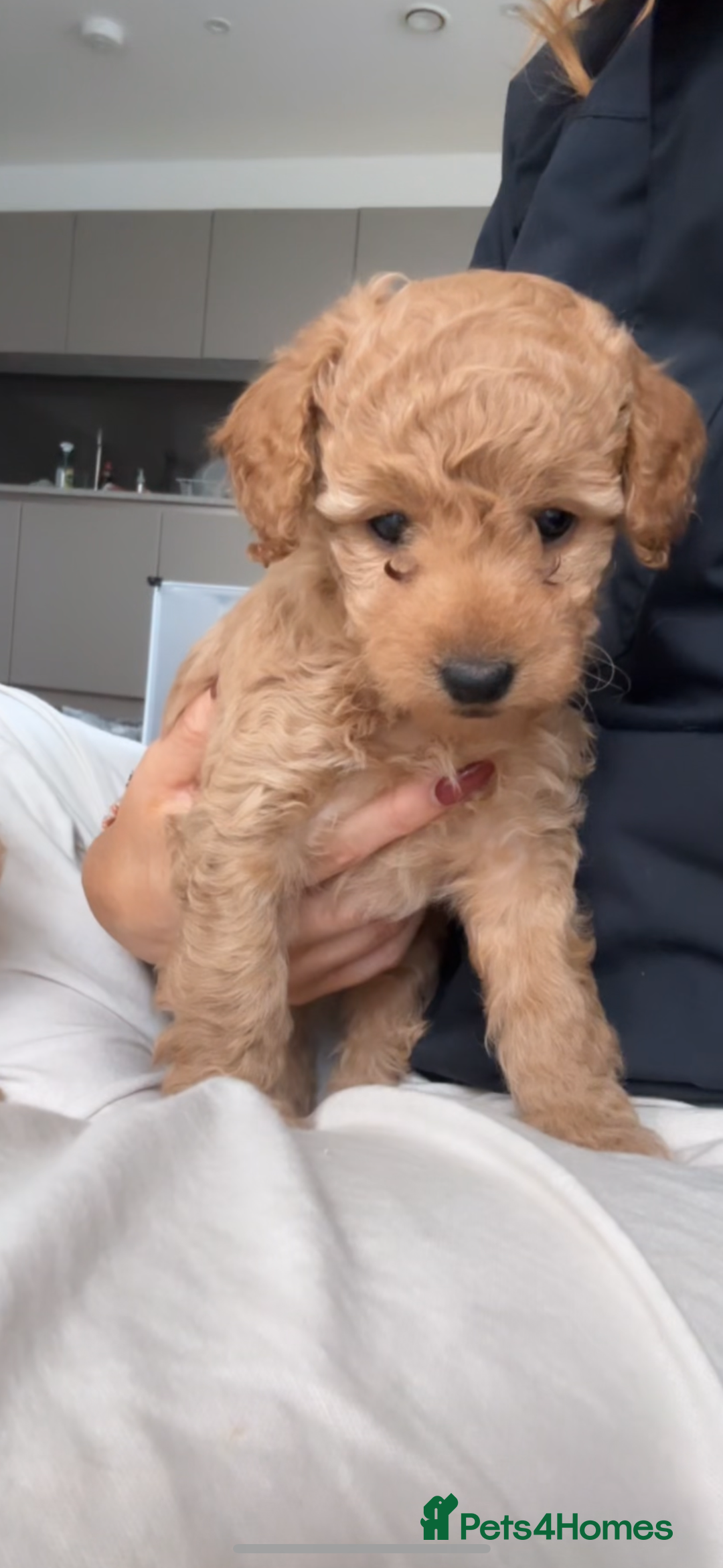 Cockapoo dogs for sale: One baby girl cockapoo ready to leave next week 😍 - Advert 3