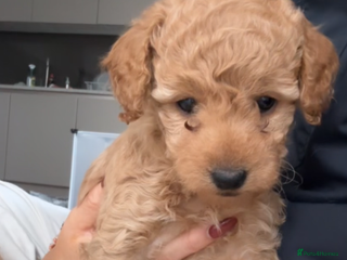 Cockapoo dogs Beautiful fluffy apricot cockapoo ready to go 😍 - Advert 1