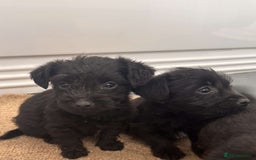 Jack Russell dogs for sale: Jackrussell puppies for sale - Image 5