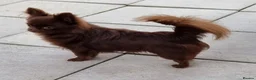 Chihuahua dogs for sale: Precious Tiny Chelsea Chihuahuas  - Advert 14