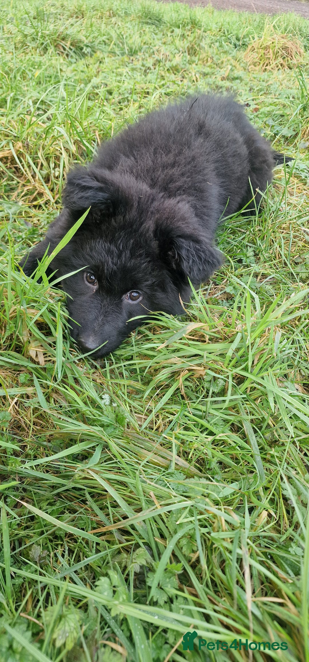 German Shepherd dogs for sale: German Shepherd pups  - Advert 9