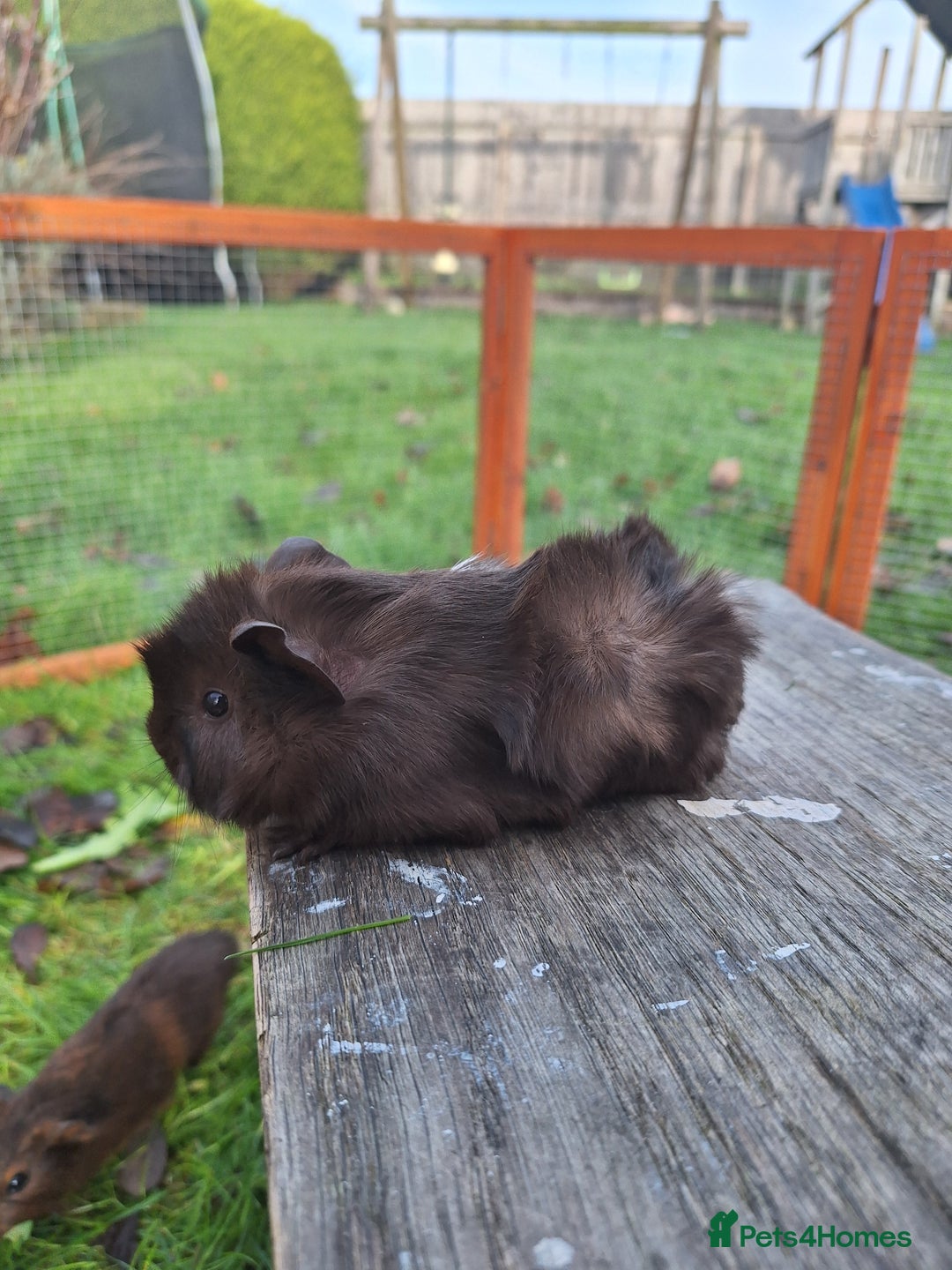 Guinea Pig rodents for sale: Baby Sow Guinea Pig - Advert 3