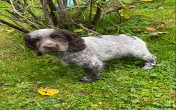 Cocker Spaniel dogs for sale: Beautiful cocker puppies - Image 13