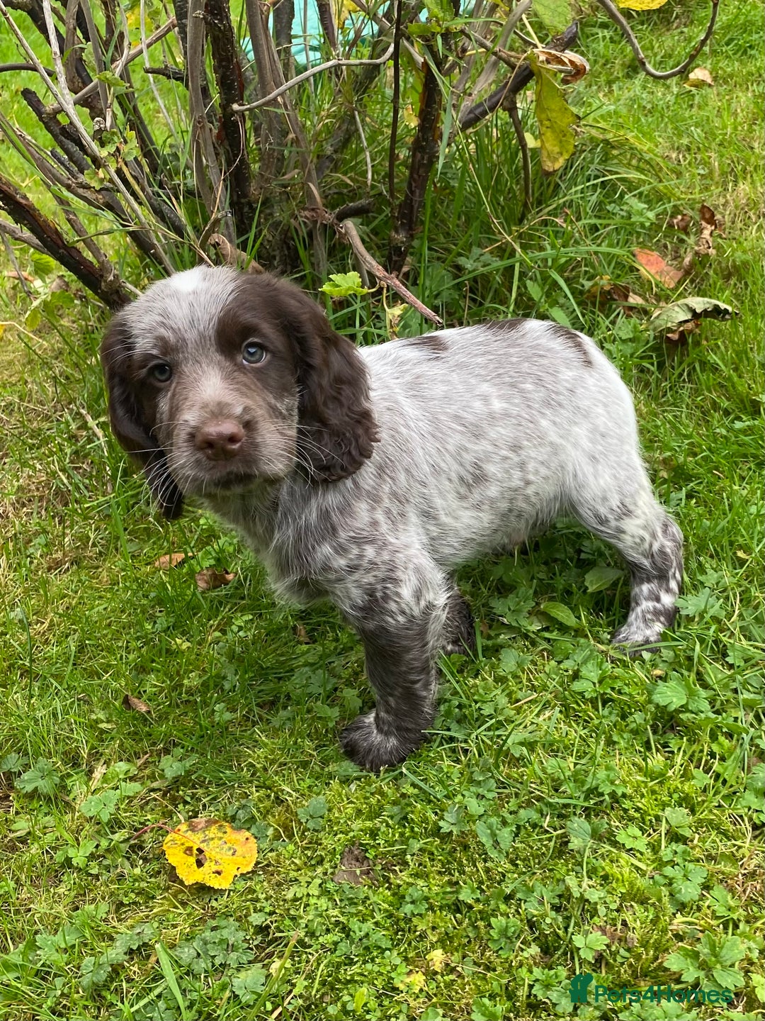 Cocker Spaniel dogs for sale: Beautiful cocker puppies - Image 13