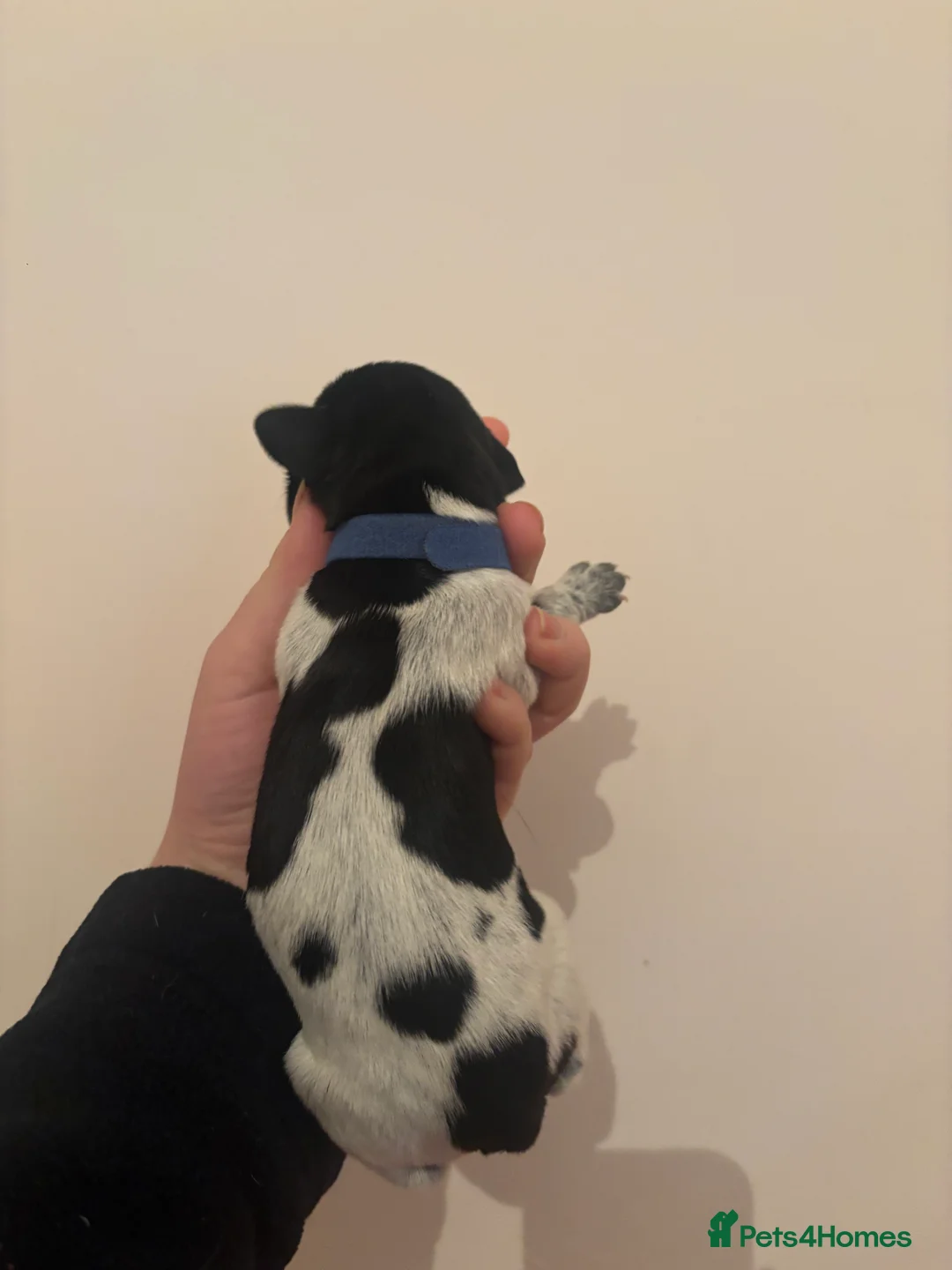 German Wirehaired Pointer dogs for sale: Stunning German wire hairs pointers  - Advert 13